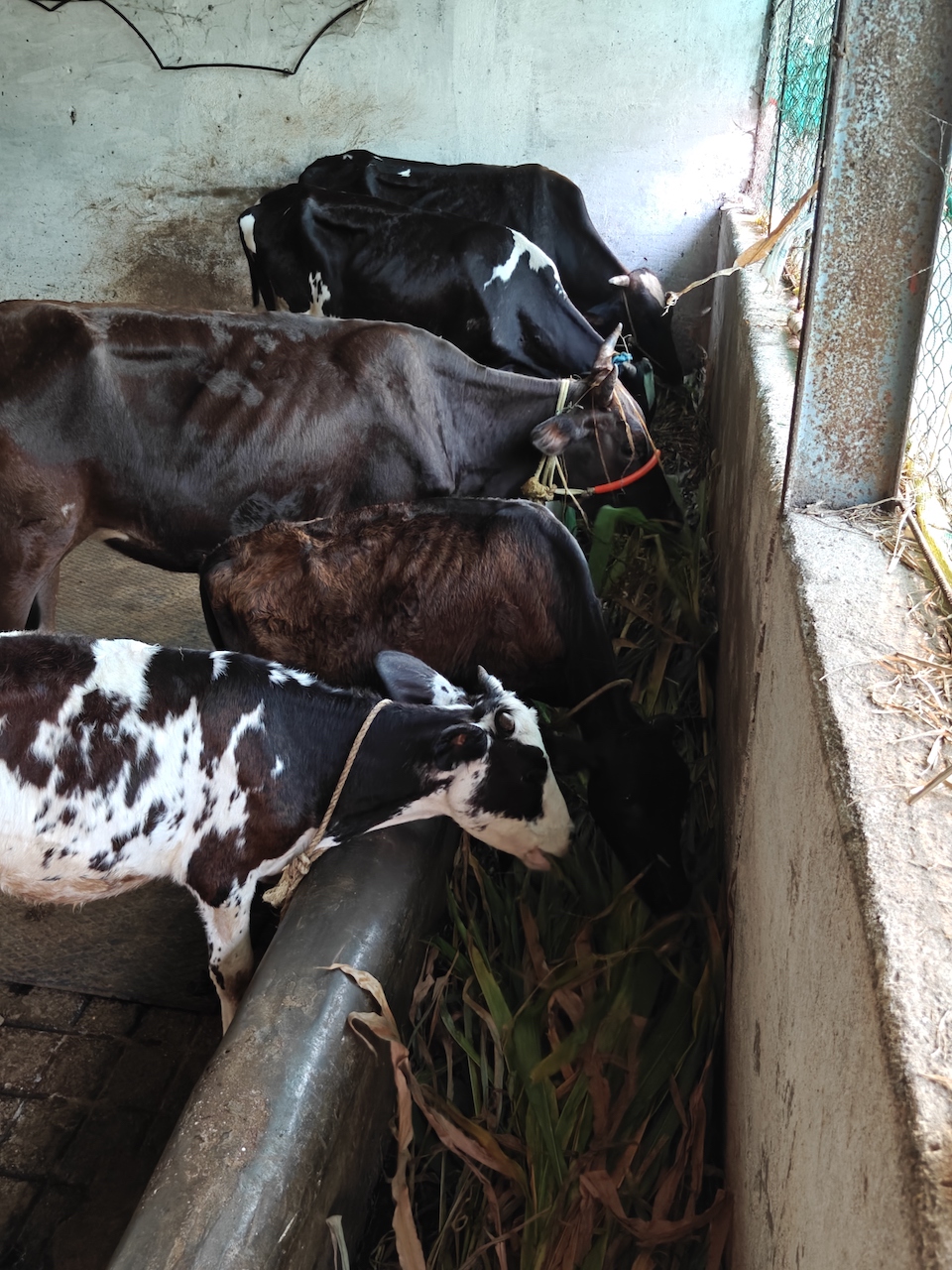 Cattle Rearing